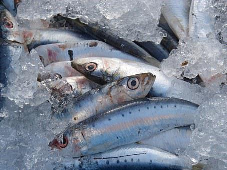 imagen de sardinas