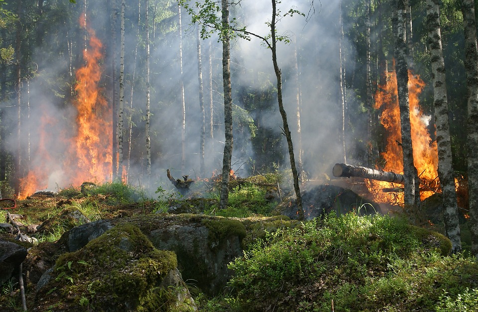 incendio forestal