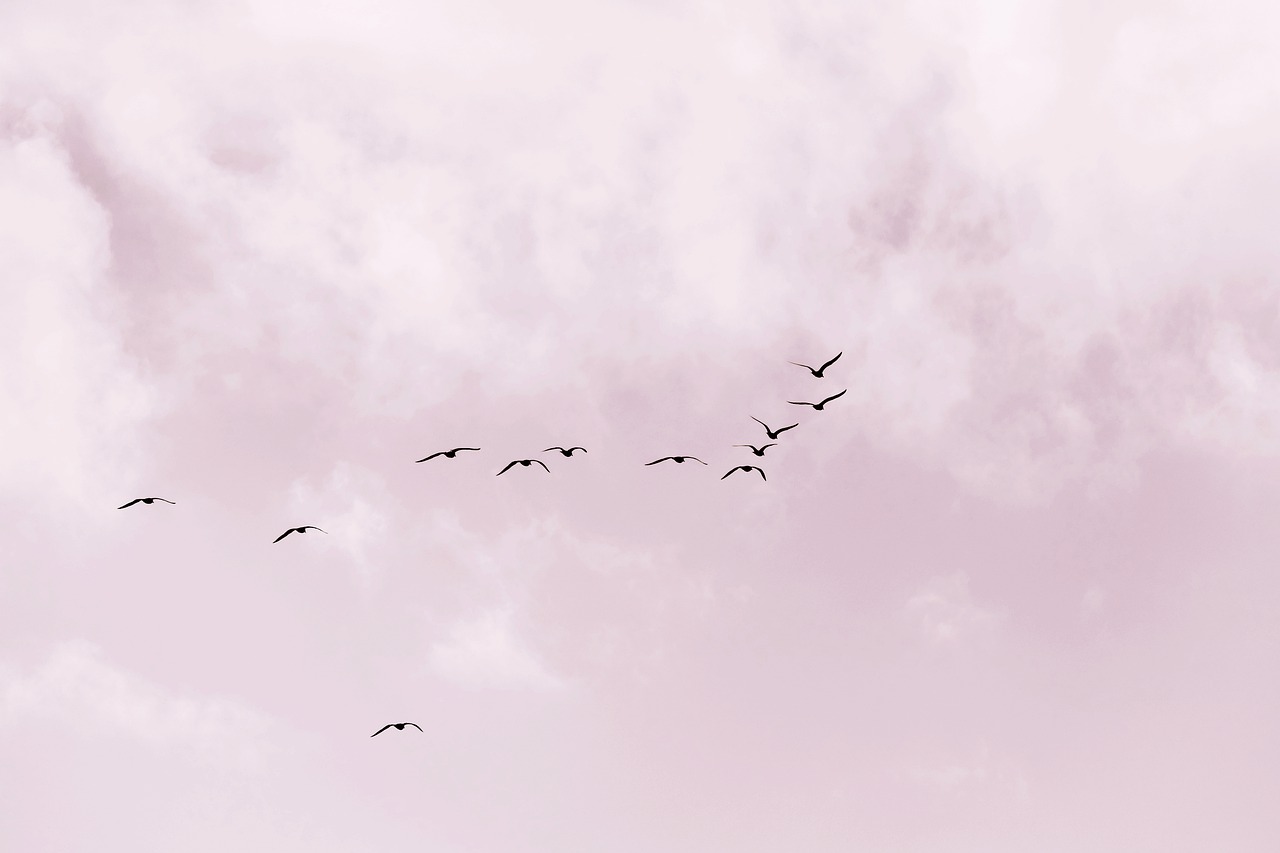gaviotas volando